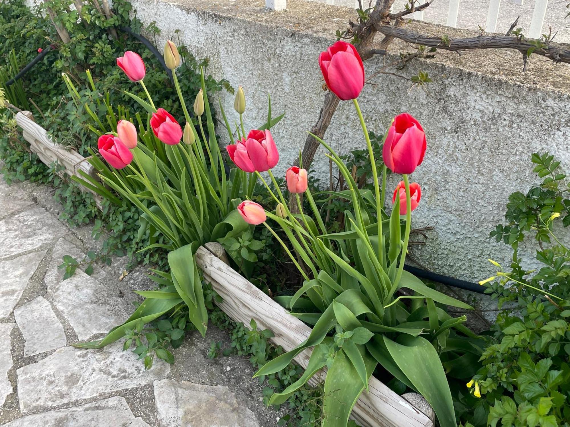 B&B Case Vacanza Orchidea Marina Di Macchia Vicino A Mattinata Gargano 圣安吉罗山 外观 照片
