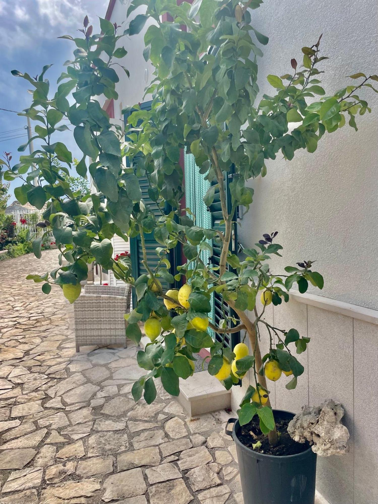 B&B Case Vacanza Orchidea Marina Di Macchia Vicino A Mattinata Gargano 圣安吉罗山 外观 照片