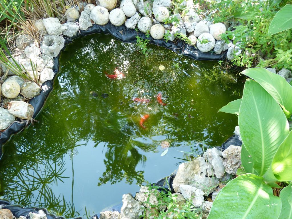 B&B Case Vacanza Orchidea Marina Di Macchia Vicino A Mattinata Gargano 圣安吉罗山 外观 照片